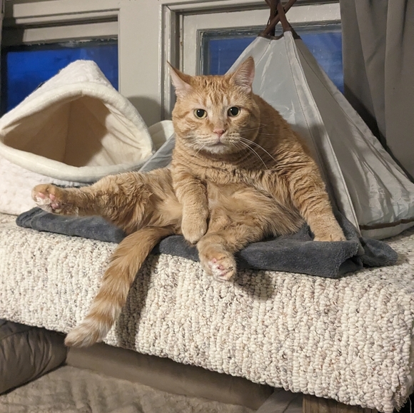 Free loves- closet rule - Picture 5 of 5